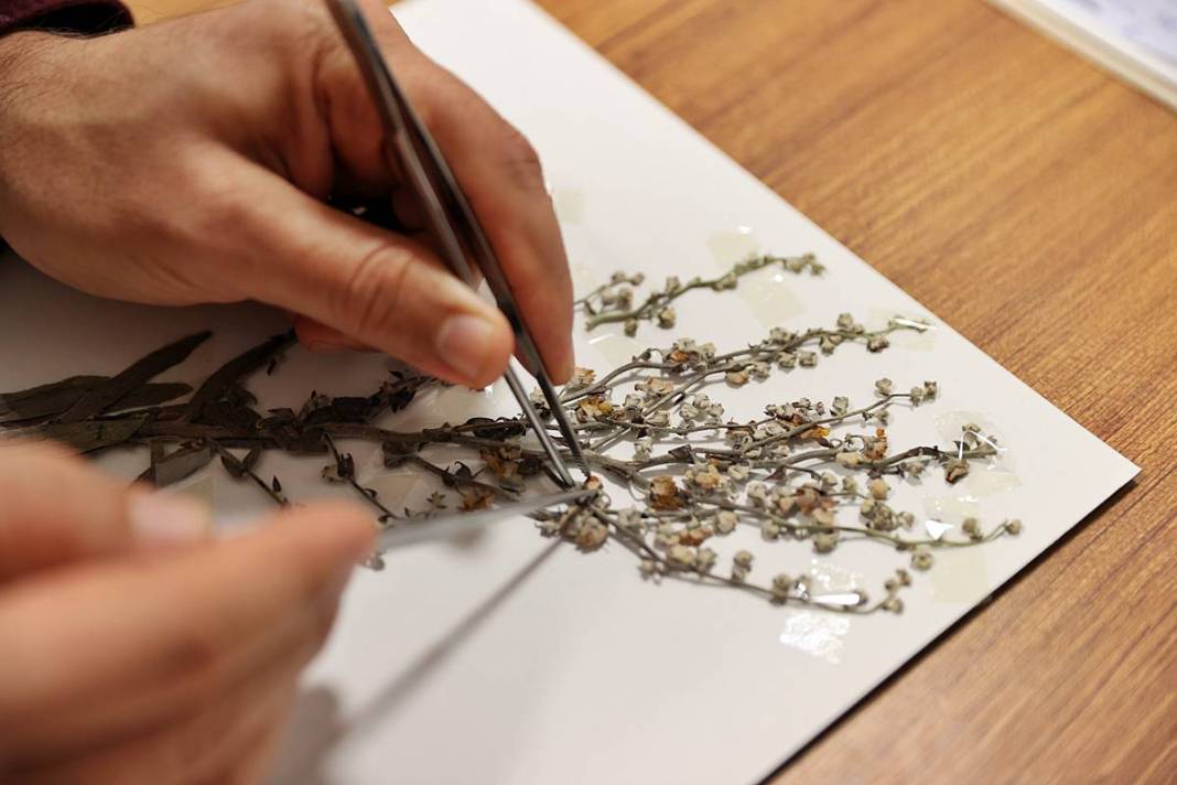 Dünyada sadece o kentimizde yetişiyor! Herbaryumda 400 bitki koruma altına alındı 11